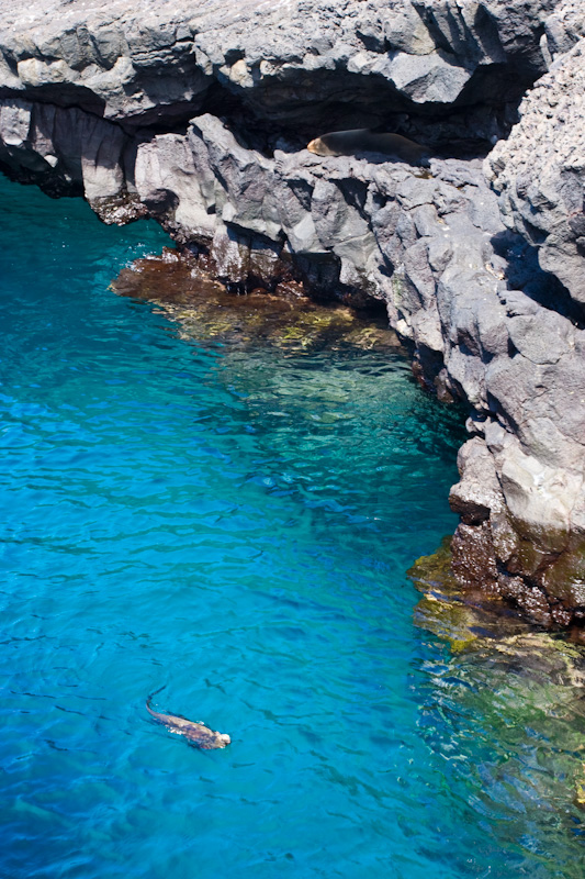 Galápagos Fur Sealion And Marine Iguana In Tidal Grotto